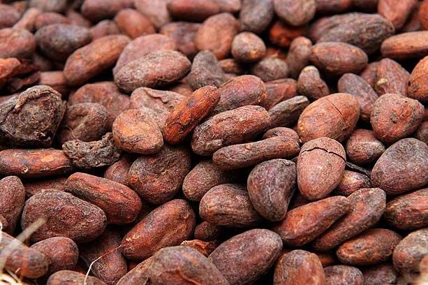 Grade_A_cocoa_beans