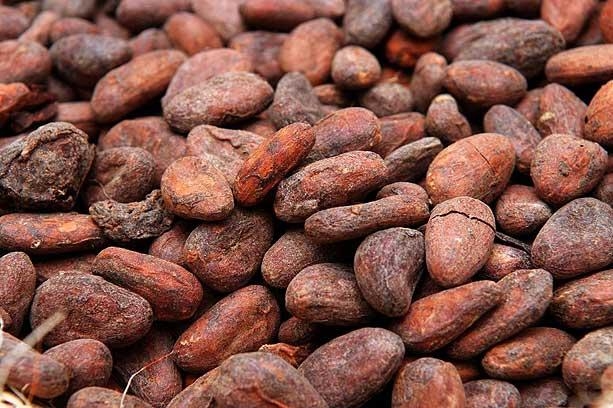 Grade_A_cocoa_beans